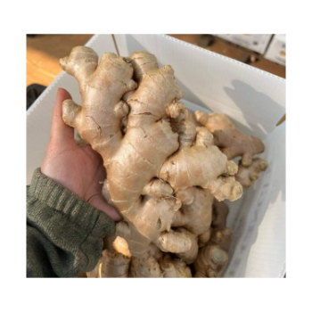 Wholesaler Premium Fresh Ginger From Vietnam Green Vina Fresh Ginger Organic Natural From Vietnam Manufacturer