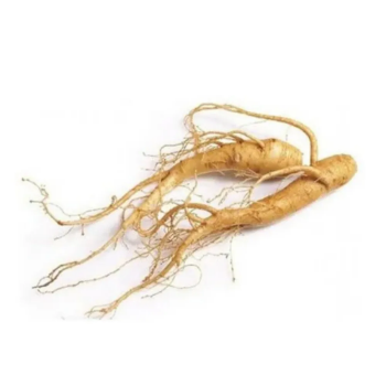 High Quality Natural Organic Wild Ginseng Root Dried Extract Whole Ginseng Root Plant From Vietnam Manufacturer Good Price