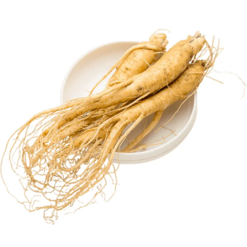 Premium Quality Natural Organic Wild Ginseng Root Dried Extract Whole Ginseng Root Plant From Vietnam Wholesale Price