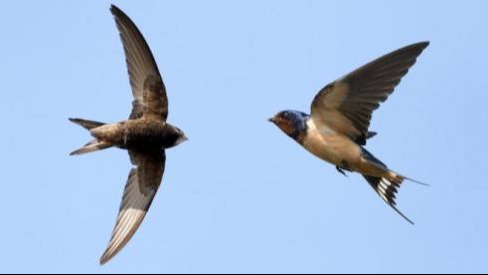Interesting Facts About Swiftlets That Not Everyone Knows