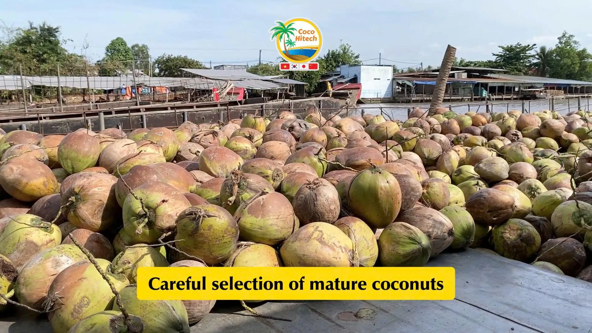 100% NATURAL DESICCATED COCONUT FROM VIETNAM 4 100% NATURAL DESICCATED COCONUT FROM VIETNAM 4