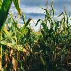 Corn Seed Viet Nam High Quality Yellow Corn Max Storage Color Origin Type Dried Grade Product Place Maize MOISTURE Condition 3