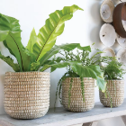 Seagrass plant basket, Multi-purpose storage basket, home organization accessory highly aesthetic, wholesale available. 4
