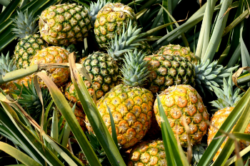 Fast Delivery Fresh Pineapple 100% Natural Sweet Tropical & Sub-Tropical Fruit Packed In Box Vietnam Manufacturer 5