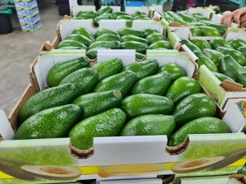 Best Quality Fast Delivery Best Supplier Of Organic Fresh Avocado Avocado Fruit Healthy From Vietnamese manufacturer 6