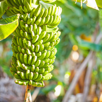 Fresh Banana Fresh All Size Raw  Delicious For Cooking Vinagreen In Carton/ Mesh Made In Vietnam Manufacturer 6