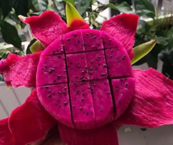 Tropical Fresh Red Dragon Fruit Best Selling No Chemicals Food Bulksales Customized Packing Vietnam Manufacturer 4