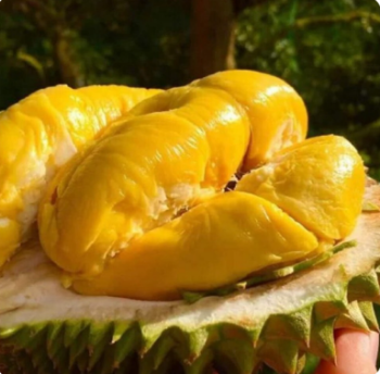 Durian Season in Vietnam - Fresh Durian Fruits for Sale Fresh Durian from Vietnam Quality Tropical Style GAP Weight Origin Type 4