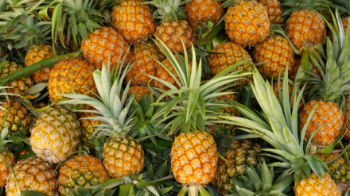 Good Quality Fresh Pineapple 100% Natural Sweet Tropical & Sub-Tropical Fruit Packed In Box Vietnam Manufacturer 2