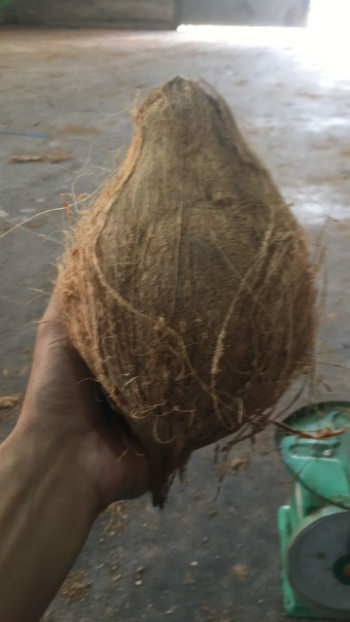 Dried Coconut From Vietnam 100% Fresh Natural Tropical Style Coconut Top Selling Brand Supplier Cheap Price Low MOQ 2