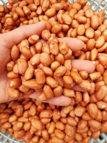 Good Quality Peanut Kernel 2024 Green Vina Ready To Use Oem Roasted From Vietnam Manufacturer 2