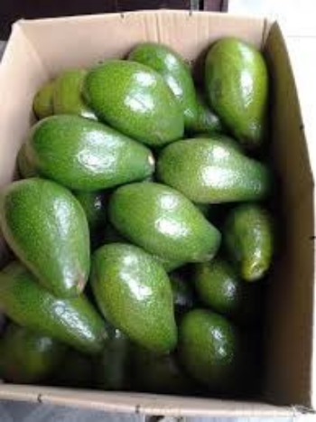 Fruit Exporter Best Supplier Of Organic Fresh Avocado Tropical Avocado To Make Oil Salad Smoothies Sweet Crop Style Packing 7