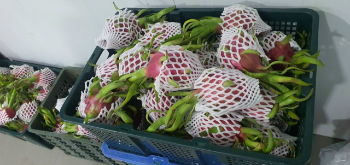 Fresh Dragon Fruit 100% Organic Fast Delivery Ready To Ship Viettropical Fruit Customized Packaging Vietnam Manufacturer 8