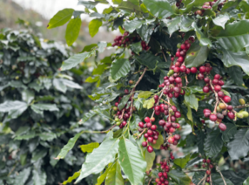 Green Robusta Coffee beans Premium Quality 98% Maturity green Robusta Coffee Beans from Vietnam Affordable Price for wholesalers