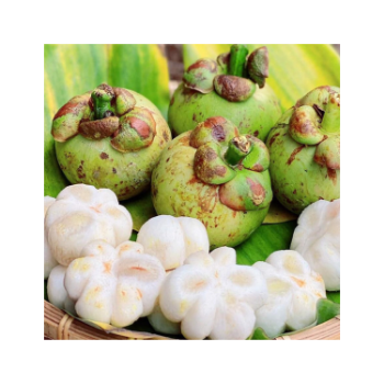 Best Quality Fresh Mangosteen 100% Natural Organic Good For Health Packed In Box Vietnam Manufacturer 3