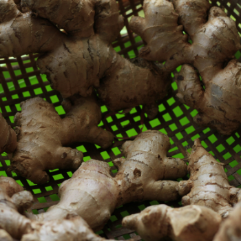 From Viet Nam Fresh Elephant High Quality Ginger 2024 Fresh Ginger Export Best Selling Fresh Ginger Export High Quality Fresh 5