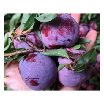 Juicy Plums Wholesale raw ingredients using for many purposes TCVN packing in carton from Vietnam Manufacturer 4