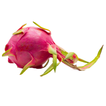 Best Fruit Wholesales Healthy Dragon Fruit For Making Rice Paper With Carton Packaging From Vietnam Manufacturer 4