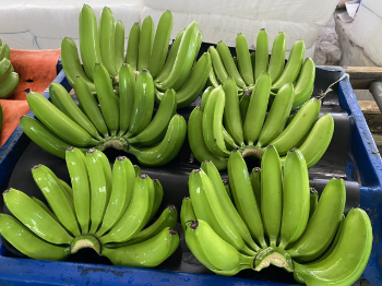 Yellow Banana Organic Products Tropical Fruit CAVENDISH Banana Green Fresh Style Ready To Export 100% Natural Wholesale From Vietnam Manufacturer 4