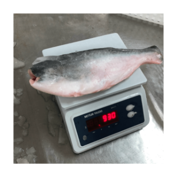 Frozen Fish HGT Good Choice Fresh Seafoods Used For Cooking HACCP Certification Customized Packing From Vietnam Manufacturer 1