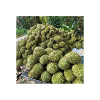 Best Price Fresh Durian Monthong Eat Directly Sweet And Fatty Taste Organic Packed In Box From Vietnam Manufacturer 3