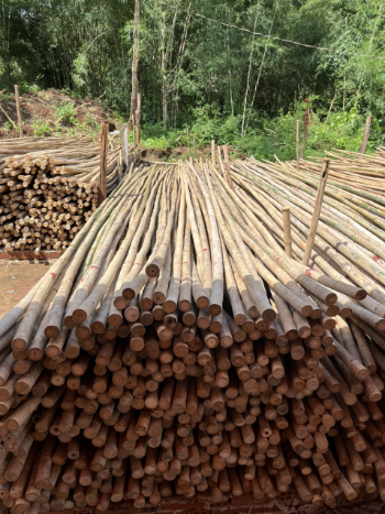 Top Quality Large Bamboo Poles Trading In Bulk For Decor And Construction Packed In Bundles with Good Price 1