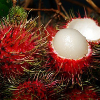 Standard Fresh Rambutan For Export Us Haccp Reasonable Price Wholesales Fresh Carton Box From Vietnam Manufacturer 5