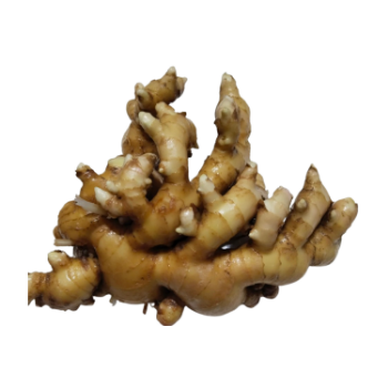 Ginger High Specification Organic Using For many purposes TCVN packing in carton from Vietnamese Manufacturer 4