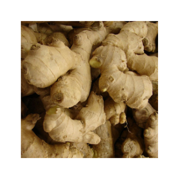 Hot Item Fresh Ginger 100% Natural Organic Good For Health Packed In Box Vietnam Manufacturer 3