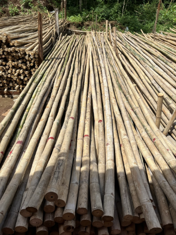 Sell bamboo poles in bulk Bamboo Cane, high-quality construction and decoration materials 5