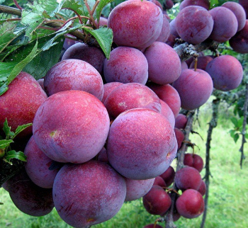 Bluish - Purple Plums Good price new crop using for many purposes TCVN packing in carton from Vietnam Manufacturer 8