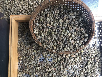 Raw Coffee Beans Robusta Coffee S18 - High ripening rate First Class Grade Good Price Natural No Preservatives From Vietnam Company 5