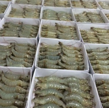 White Shrimp Professional Team Export Seafood Fresh Vaccum Bag Packaging Made In Vietnam Trading Frozen 1