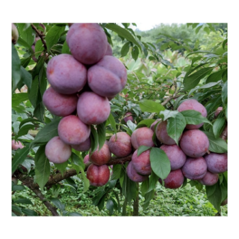 fresh plums delicious Hot selling delicious fruit using for many purposes TCVN packing in carton Asian Manufacturer 2