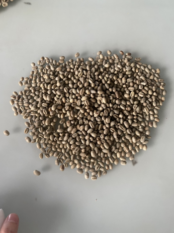 Green Arabica Coffee Beans Vietnamese High Quality Cheap Bulk 98% Maturity Arabica Coffee Bean Price For Sale