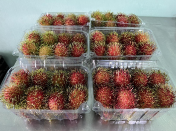 Passion Fruit Organic Healthy Haccp Professional Team Wholesales Fresh Customized Packaging Vietnamese Manufacturer 1