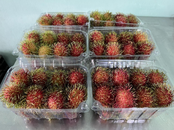 Passion Fruit Organic Healthy Haccp Professional Team Wholesales Fresh Customized Packaging Vietnamese Manufacturer