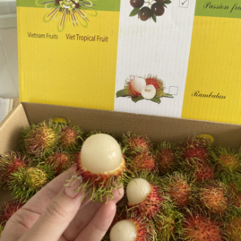 Rambutan Fresh For Export Us 100% Organic High Quality Wholesales Fresh Carton Box Made In Vietnam Manufacturer 3