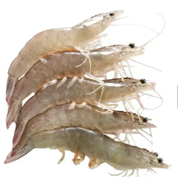 White Shrimp Export High Quality Seafood Fresh and boiled Vannamei Packaging Made In Vietnam Trading Frozen 4