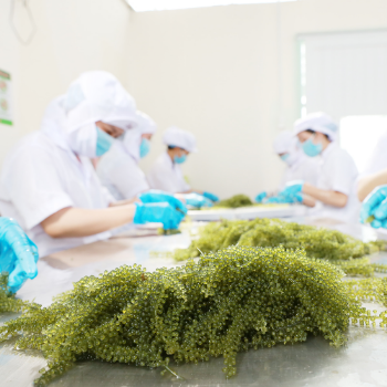 Dry Sea Grape Green Food Fresh Seaweed Best Quality Sea Food Seaweed Vegetables OEM Packing From Viet Nam 5