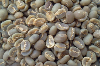 Moka Arabica Green Bean Coffee Good price Raw Combinatory ISO220002018 jute bag (net 60 kg) Vietnam Manufacturer 2