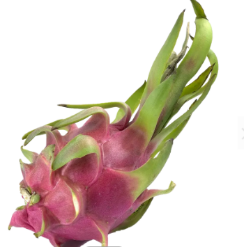 Vietnam Fresh Dragon Fruit High Quality Organic For Dessert Bulksales Carton Box Wooden Packaging Vietnam Manufacturer