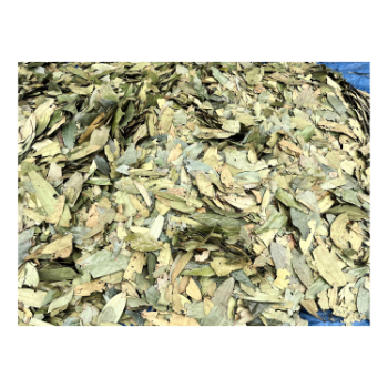 100% Pure Organic Cinnamon Leaf Quality Assurance Natural Green Raw Dried Cinnamon Leaf For Barbecue Wholesale Price 7