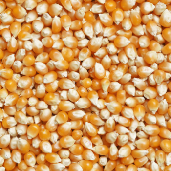 Corn Seed Viet Nam High Quality Yellow Corn Max Storage Color Origin Type Dried Grade Product Place Maize MOISTURE Condition 5