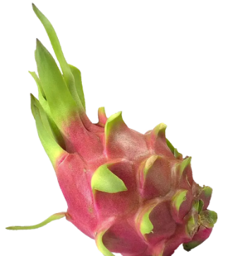 Rich Fiber Fresh White Dragon Fruit Sweet Export Bulksales Using For Food Carton Box Wooden Packaging Vietnam Manufacturer 4