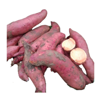 Sweet Potato High Specification new crop using for many purposes TCVN packing in carton Made in Vietnam Manufacturer 1