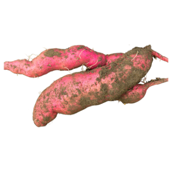 Sweet Potato Fresh Good choice raw ingredients using for many purposes TCVN packing in carton Vietnam Manufacturer 5