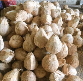 Dried Coconut Semi-Husked 100% Natural Nutrition Agriculture Hot Selling From Vietnam Juicy Sweet Water Thick Meat Shredder 1