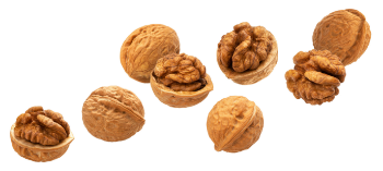 Walnut In Shell Organic Bulk Nuts Wholesale Premium Walnuts Raw Dry Fruits Walnuts Kernels For Sale From Vietnam Manufacturer 2