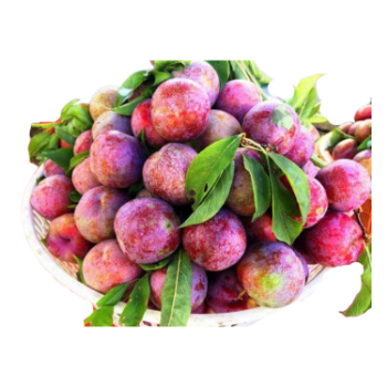 Purple Tasty Plum Competitive Price natural taste using for many purposes TCVN packing in carton from Vietnam Manufacturer 4